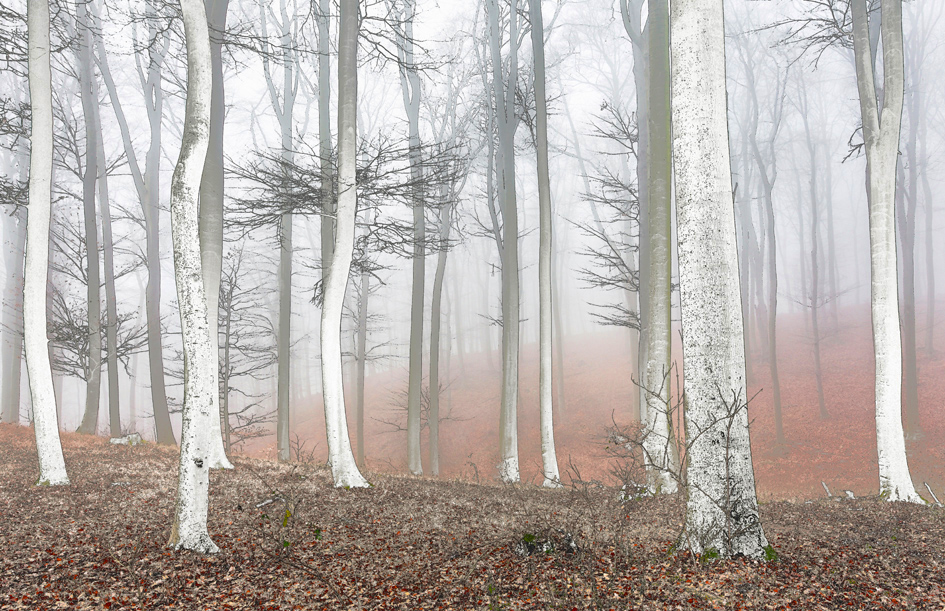 AS158 Wall décor art photographic on canvas landscape forest